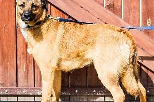 SURI - 1,5 roczna sunia wyrzucona w lesie do adopcji,  mazowieckie Warszawa