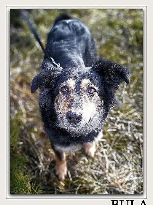 Średnia 13 kg,b.łagodna,przyjazna,tulaśna,sterylizowana suczka BULA.Adopcja., Mazowieckie, Warszawa
