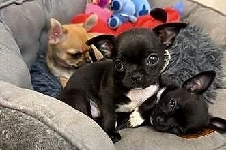 Śliczna mini chihuahua Kretka