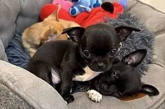 Śliczna mini chihuahua Kretka, Mazowieckie, Radzymin