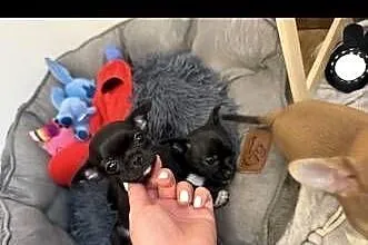 Śliczna mini chihuahua Kretka, Mazowieckie, Radzymin
