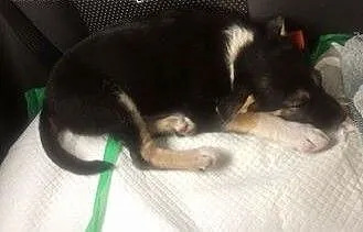 Leon - 2 miesięczny piesek do adopcji, mazowiecki