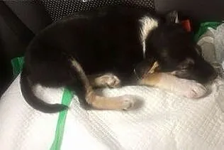 Leon - 2 miesięczny piesek do adopcji,  mazowiecki