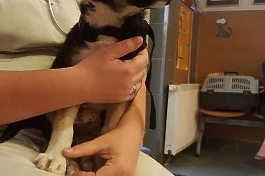 Leon - 2 miesięczny piesek do adopcji,  mazowiecki