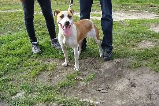 Cudna Amfi błaga o dom,  śląskie Dąbrowa Górnicza