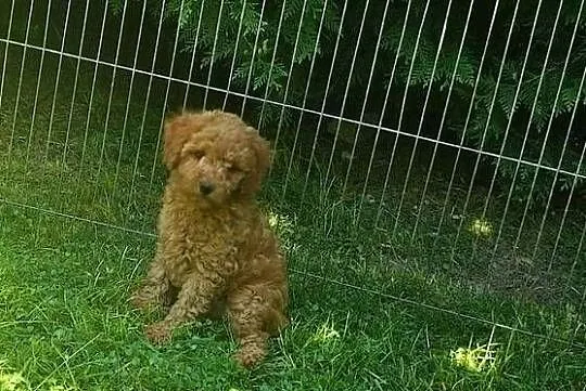 Pudel toy mały samiec apricot red rodowód