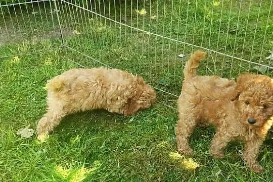 Pudel toy mały samiec apricot red rodowód, Lubelskie, Biłgoraj