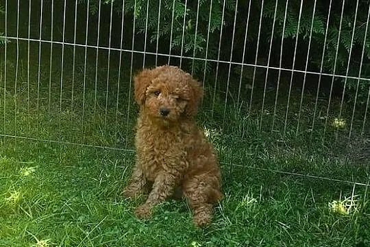 Pudel toy mały samiec apricot red rodowód, Lubelskie, Biłgoraj