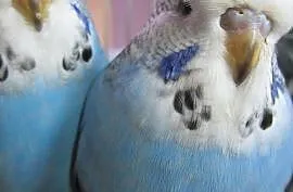 Papużki wpf młode, Lidzbark Warmiński