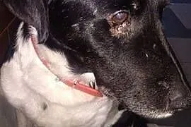 Cudowny Flap o cudownym spojrzeniu, adoptuj!, Kundelki cała Polska