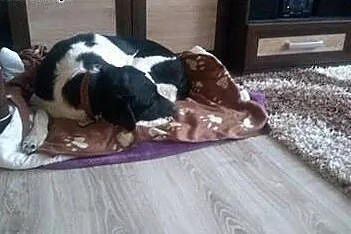 Cudowny Flap o cudownym spojrzeniu, adoptuj!,  Kun