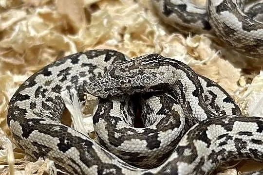 Candoia paulsoni