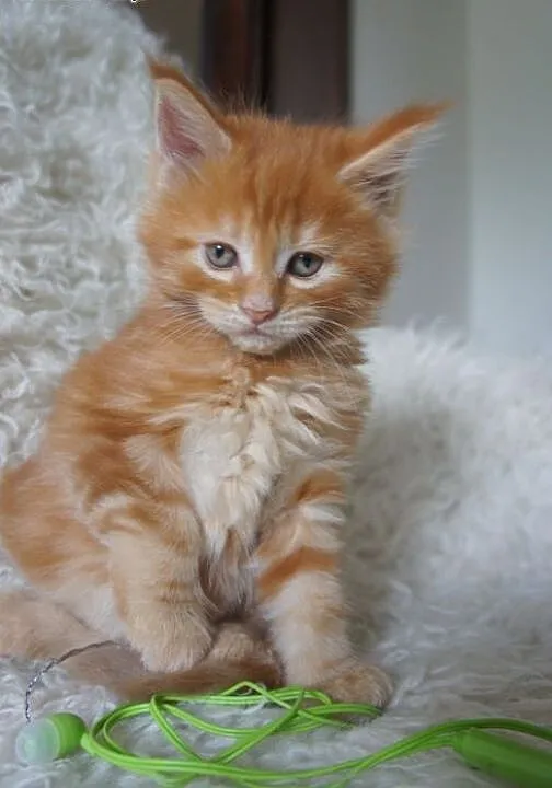 Kocięta Maine Coon - OGROMNE, Koty maine coon cał
