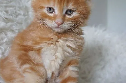 Kocięta Maine Coon - OGROMNE,  Koty maine coon cał