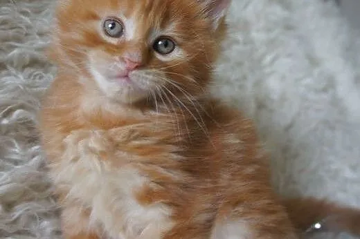 Kocięta Maine Coon - OGROMNE,  Koty maine coon cał