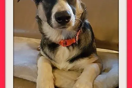 6 mies. szczeniak,suczka średnia,krótkie łapki,WALENTYNKA.Adopcja,  śląskie Katowice