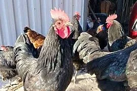 Australorp