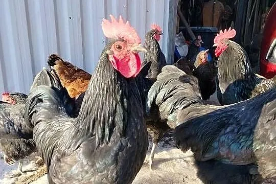 Australorp