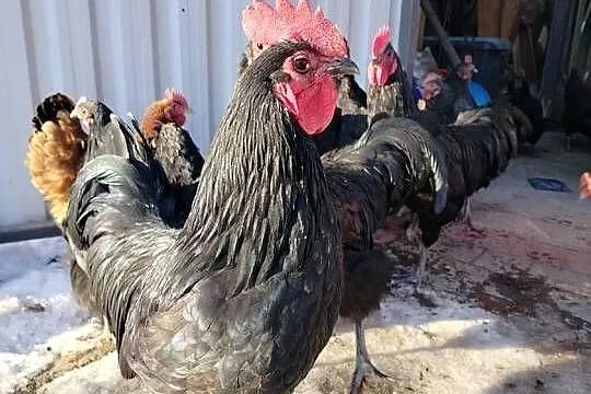 Australorp, Świętokrzyskie, Sandomierz