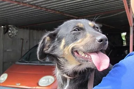 Perełka - słodka sunia do adopcji,  śląskie Katowi