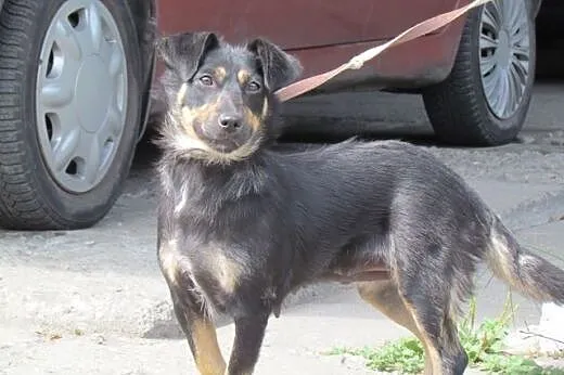 Perełka - słodka sunia do adopcji,  śląskie Katowi