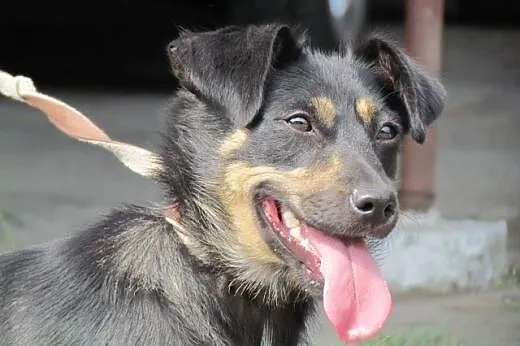 Perełka - słodka sunia do adopcji,  śląskie Katowi