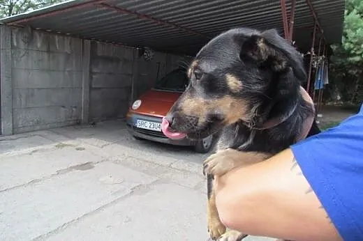 Perełka - słodka sunia do adopcji,  śląskie Katowi