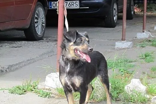Perełka - słodka sunia do adopcji,  śląskie Katowi
