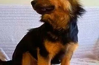 PTYŚ - słodki, kochany 8 kg szczeniak do adopcji, 