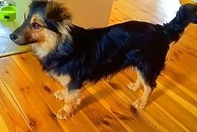 PTYŚ - słodki, kochany 8 kg szczeniak do adopcji, 