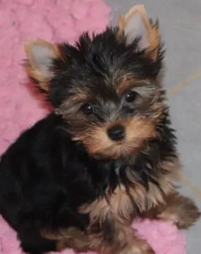 Szczenięta York Terrier do adopcji i adopcji E-mail: amandinelisa01@gmail.com, , Opole