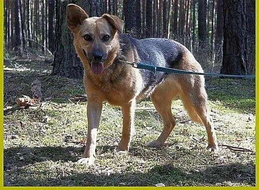 Fobka żyła pod sosenkami, teraz szuka prawdziwego