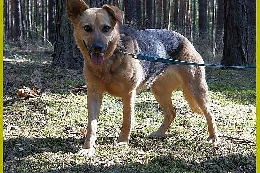 Fobka żyła pod sosenkami, teraz szuka prawdziwego 