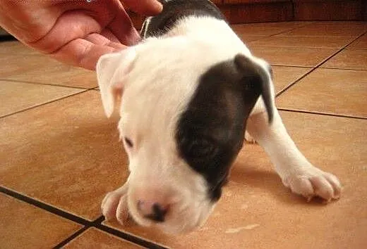Staffordshire Bull Terrier ,American Staffordshire