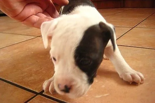 Staffordshire Bull Terrier ,American Staffordshire