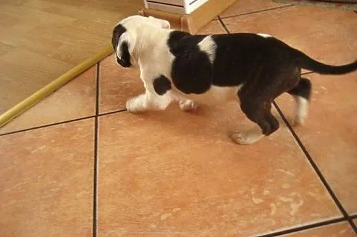 Staffordshire Bull Terrier ,American Staffordshire