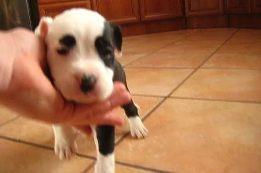 Staffordshire Bull Terrier ,American Staffordshire