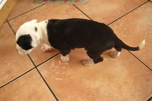 Staffordshire Bull Terrier ,American Staffordshire