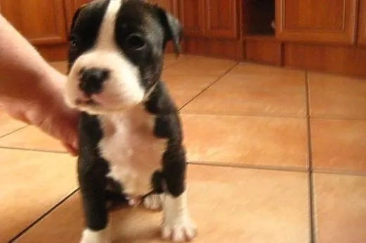 Staffordshire Bull Terrier ,American Staffordshire