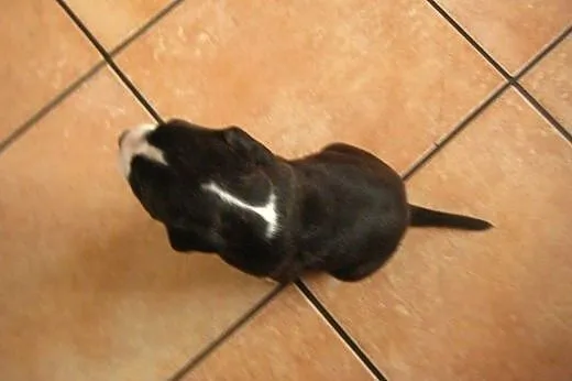 Staffordshire Bull Terrier ,American Staffordshire