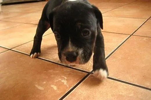 Staffordshire Bull Terrier ,American Staffordshire