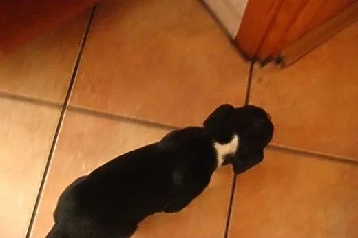 Staffordshire Bull Terrier ,American Staffordshire