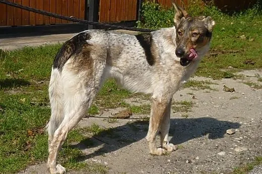 Łatka, spokojna przyjazna sunia,  wielkopolskie Ko