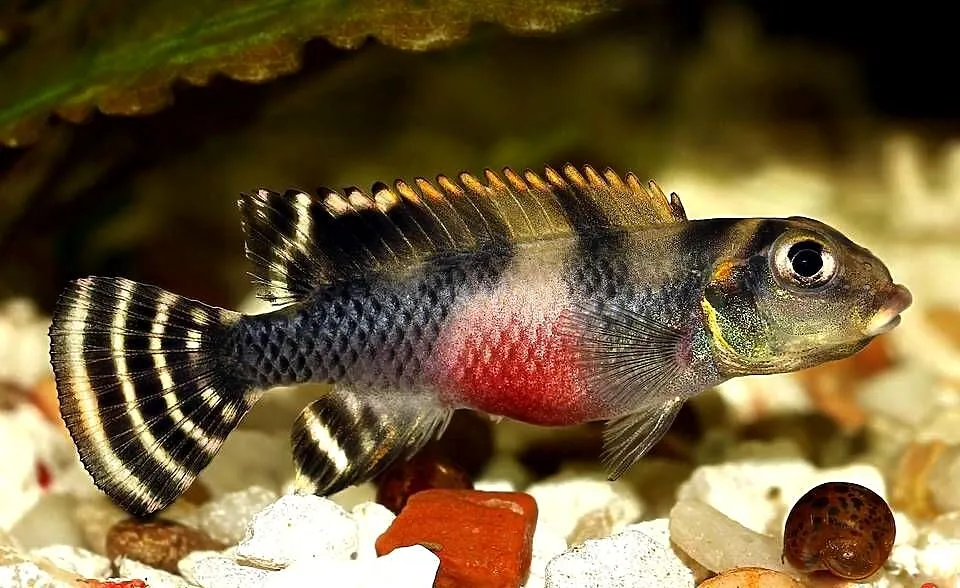 Barwniak transvestitus - Nanochromis transvestitus - WYSYŁKA, Pomorskie, Gdańsk