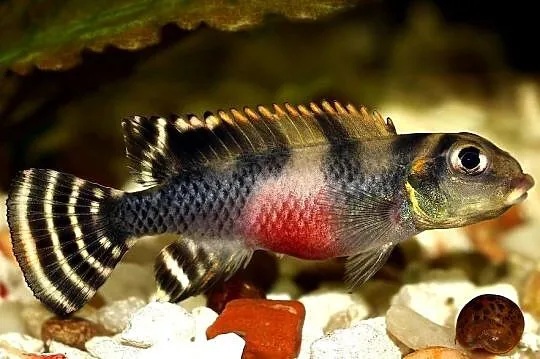 Barwniak transvestitus - Nanochromis transvestitus - WYSYŁKA, Pomorskie, Gdańsk