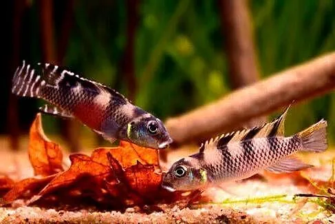 Barwniak transvestitus - Nanochromis transvestitus - WYSYŁKA, Pomorskie, Gdańsk