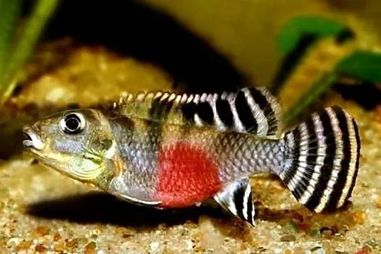 Barwniak transvestitus - Nanochromis transvestitus - WYSYŁKA, Pomorskie, Gdańsk