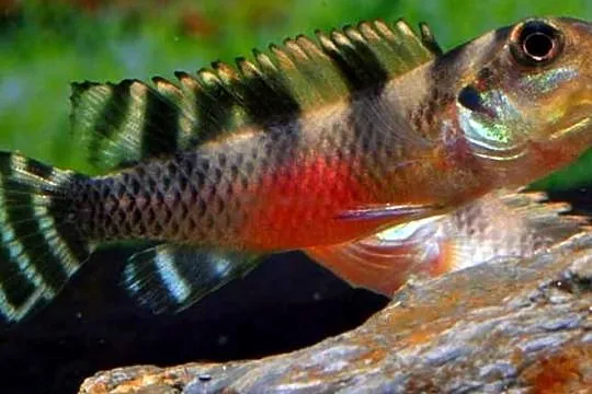 Barwniak transvestitus - Nanochromis transvestitus - WYSYŁKA, Pomorskie, Gdańsk
