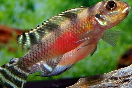 Barwniak transvestitus - Nanochromis transvestitus - WYSYŁKA, Pomorskie, Gdańsk