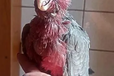 Kakadu różowe - para lęgowa, Dolnośląskie, Skokowa